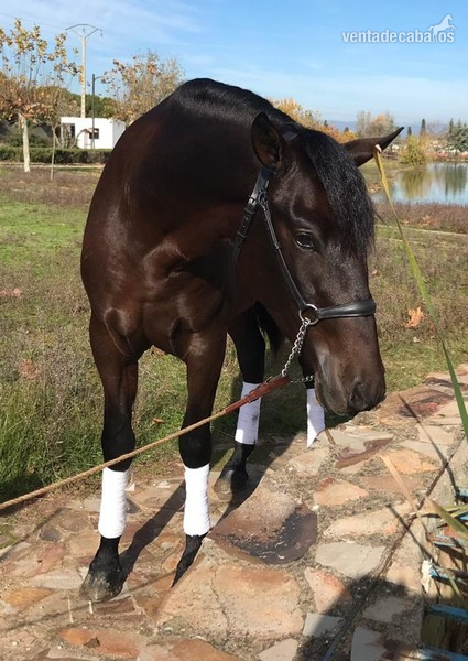 Caballos Enteros - YEGUADA EL PALMERAL VENDE GRAN POTRO CONCURSO Y FUTURO SEMENTAL PRE CASTAÑO in 