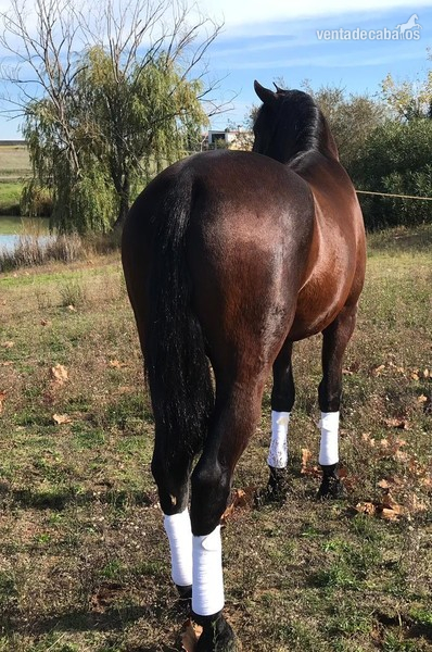 Caballos Enteros - YEGUADA EL PALMERAL VENDE GRAN POTRO CONCURSO Y FUTURO SEMENTAL PRE CASTAÑO