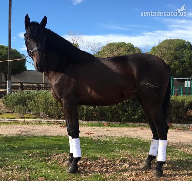 YEGUADA EL PALMERAL VENDE GRAN POTRO CONCURSO Y FUTURO SEMENTAL PRE CASTAÑO - Caballos Enteros Pura Raza Española