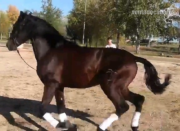YEGUADA EL PALMERAL VENDE GRAN POTRO CONCURSO Y FUTURO SEMENTAL PRE CASTAÑO - Caballos Enteros