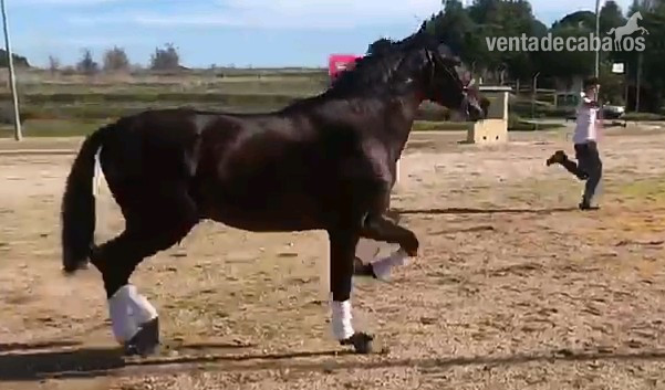 YEGUADA EL PALMERAL VENDE GRAN POTRO CONCURSO Y FUTURO SEMENTAL PRE CASTAÑO 