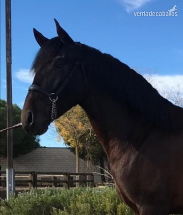 Caballos Enteros Pura Raza Española - YEGUADA EL PALMERAL VENDE GRAN POTRO CONCURSO Y FUTURO SEMENTAL PRE CASTAÑO