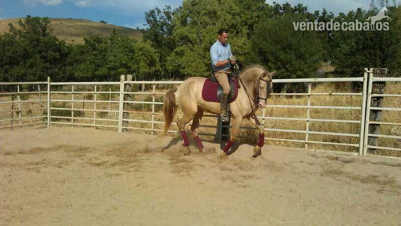 GRAN POTRO CHAMPAN!! in 