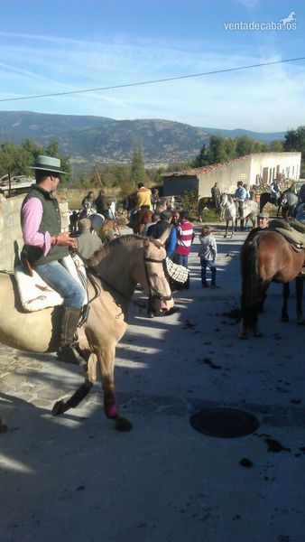 Lusitano
