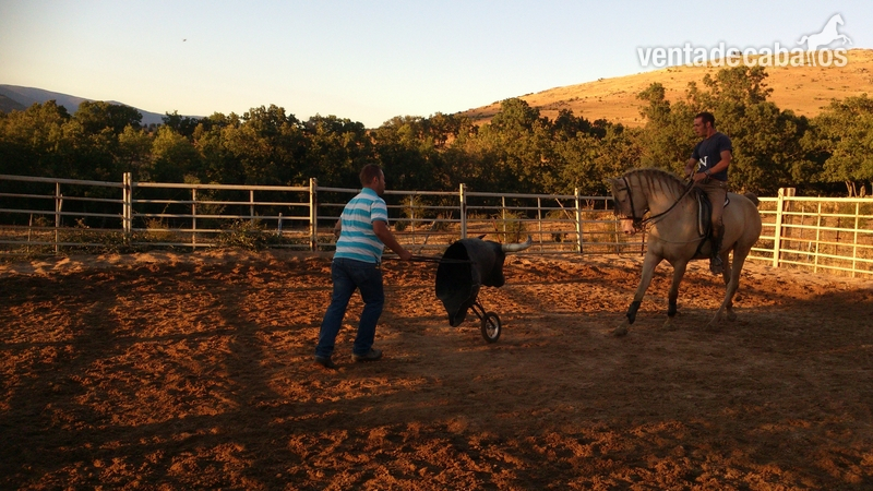 Lusitano {TYPE}