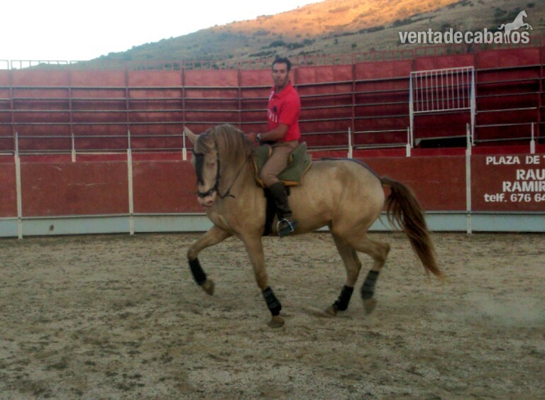 Potros Lusitano - GRAN POTRO CHAMPAN!!