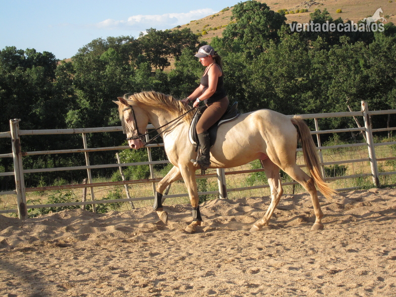 GRAN POTRO CHAMPAN!! - Potros Lusitano