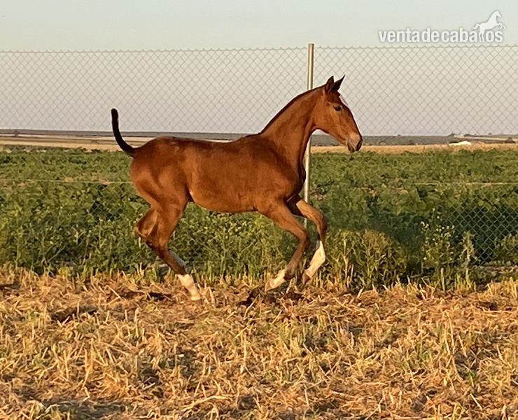 Potra tres sangres in 