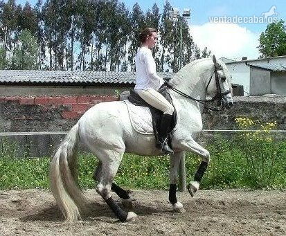 Vendo PRE estirpe cartujano de Nivel Gran Premio Doma Clasica in 