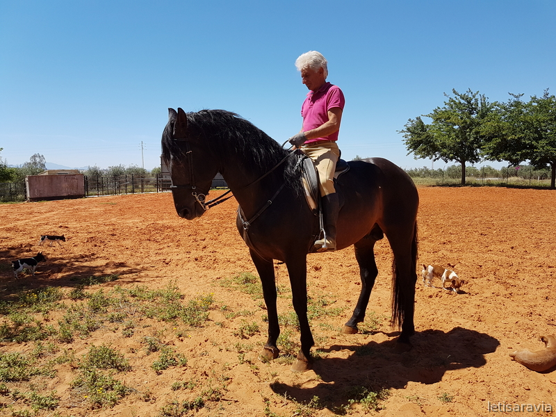 Caballo pura raza 1.70 alzada in 