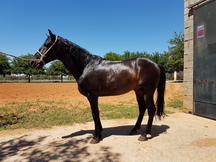 Caballo pura raza 1.70 alzada