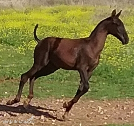 YEGUADA EL PALMERAL VENDE GRAN POTRO CONCURSO PRE ALAZÁN TOSTADO - Caballos Enteros in 