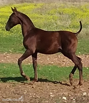 YEGUADA EL PALMERAL VENDE GRAN POTRO CONCURSO PRE ALAZÁN TOSTADO - Caballos Enteros