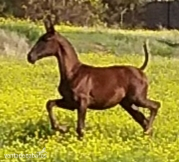 Caballos Enteros - YEGUADA EL PALMERAL VENDE GRAN POTRO CONCURSO PRE ALAZÁN TOSTADO in 