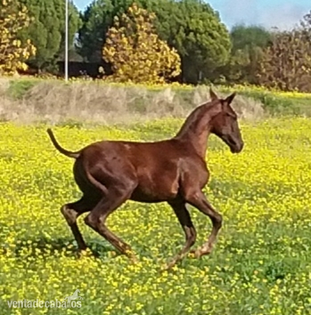 Caballos Enteros - YEGUADA EL PALMERAL VENDE GRAN POTRO CONCURSO PRE ALAZÁN TOSTADO