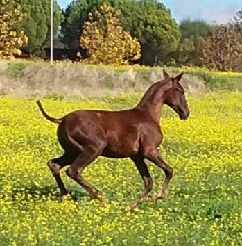 Caballos Enteros - YEGUADA EL PALMERAL VENDE GRAN POTRO CONCURSO PRE ALAZÁN TOSTADO