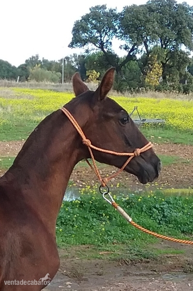 Pura Raza Española