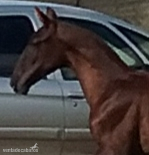 Caballos Enteros Pura Raza Española - YEGUADA EL PALMERAL VENDE GRAN POTRO CONCURSO PRE ALAZÁN TOSTADO