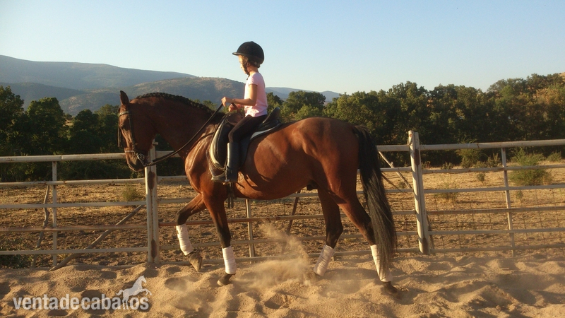 Caballos Pura Raza Española (P.R.E.) Pura Raza Española - Buscas algo noble, manso, grande, expresivo y guapo?