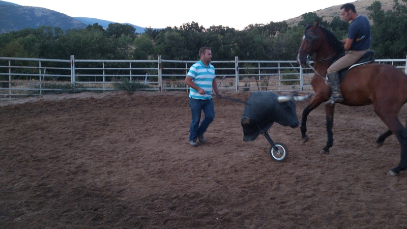 Buscas algo noble, manso, grande, expresivo y guapo? - Caballos Pura Raza Española (P.R.E.) Pura Raza Española
