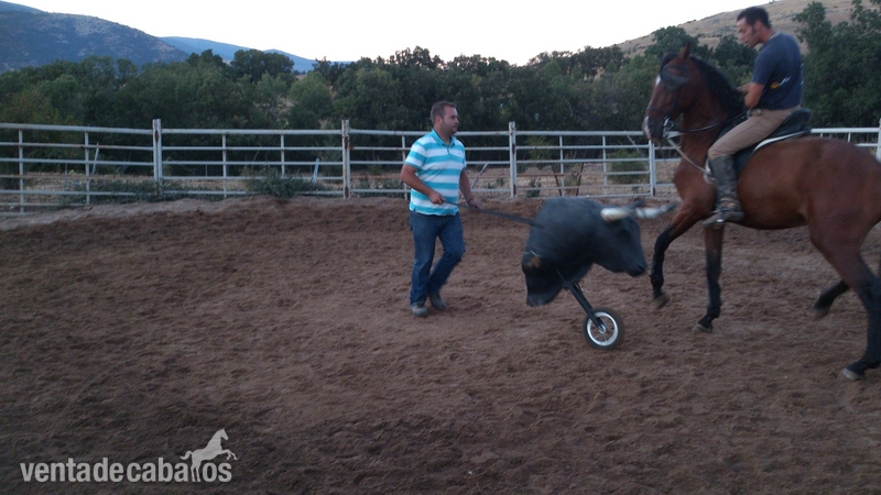 Buscas algo noble, manso, grande, expresivo y guapo? - Caballos Pura Raza Española (P.R.E.) Pura Raza Española