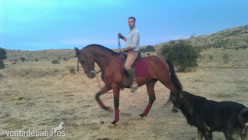 Buscas algo noble, manso, grande, expresivo y guapo? - Pura Raza Española