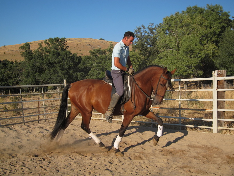 Buscas algo noble, manso, grande, expresivo y guapo? - Caballos Pura Raza Española (P.R.E.)