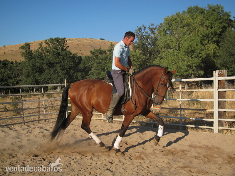 Buscas algo noble, manso, grande, expresivo y guapo? - Caballos Pura Raza Española (P.R.E.)