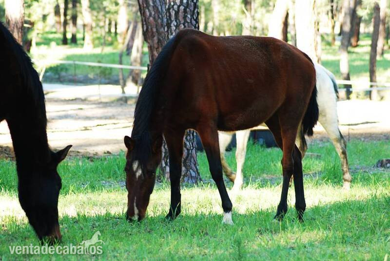  11 YO PRE MARE, SUPERCLASS, SUPERMOVEMENTS...PREGNANT TO FOAL BY A TOP BLACK STALLION