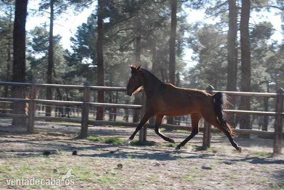Caballos Pura Raza Española (P.R.E.) Pura Raza Española - 11 YO PRE MARE, SUPERCLASS, SUPERMOVEMENTS...PREGNANT TO FOAL BY A TOP BLACK STALLION