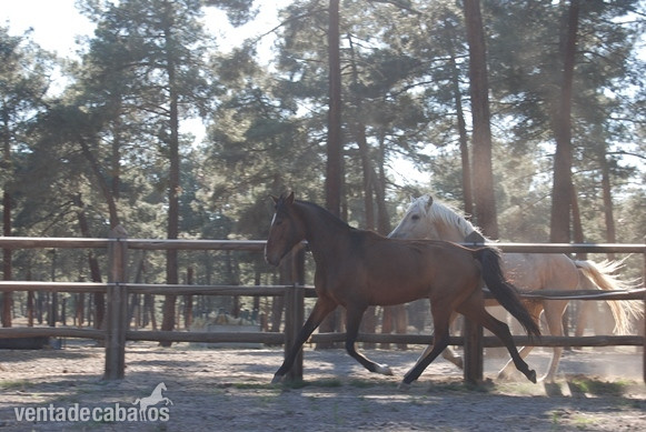 11 YO PRE MARE, SUPERCLASS, SUPERMOVEMENTS...PREGNANT TO FOAL BY A TOP BLACK STALLION - Caballos Pura Raza Española (P.R.E.) Pura Raza Española