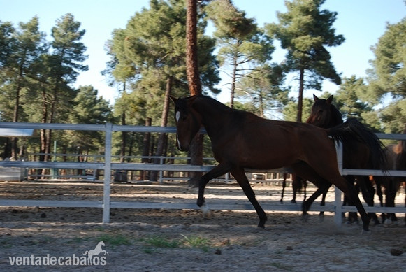 11 YO PRE MARE, SUPERCLASS, SUPERMOVEMENTS...PREGNANT TO FOAL BY A TOP BLACK STALLION - Pura Raza Española