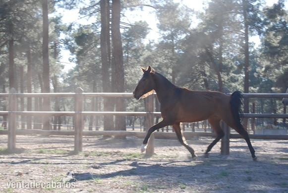 11 YO PRE MARE, SUPERCLASS, SUPERMOVEMENTS...PREGNANT TO FOAL BY A TOP BLACK STALLION - Caballos Pura Raza Española (P.R.E.)