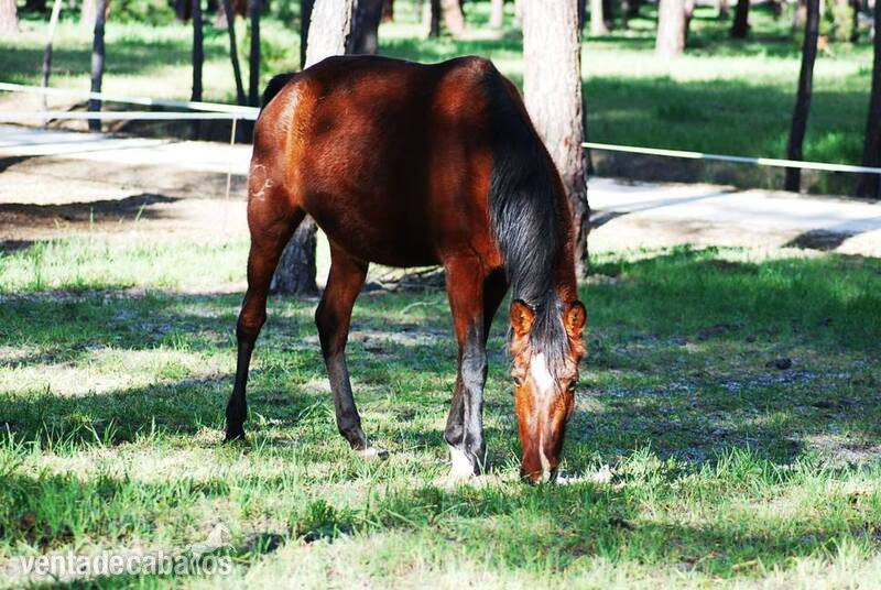 11 YO PRE MARE, SUPERCLASS, SUPERMOVEMENTS...PREGNANT TO FOAL BY A TOP BLACK STALLION