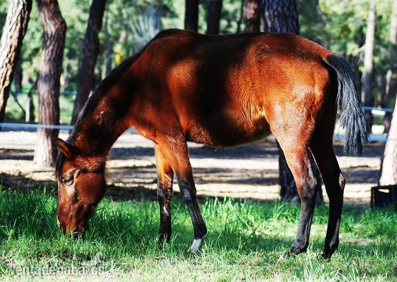 11 YO PRE MARE, SUPERCLASS, SUPERMOVEMENTS...PREGNANT TO FOAL BY A TOP BLACK STALLION in 