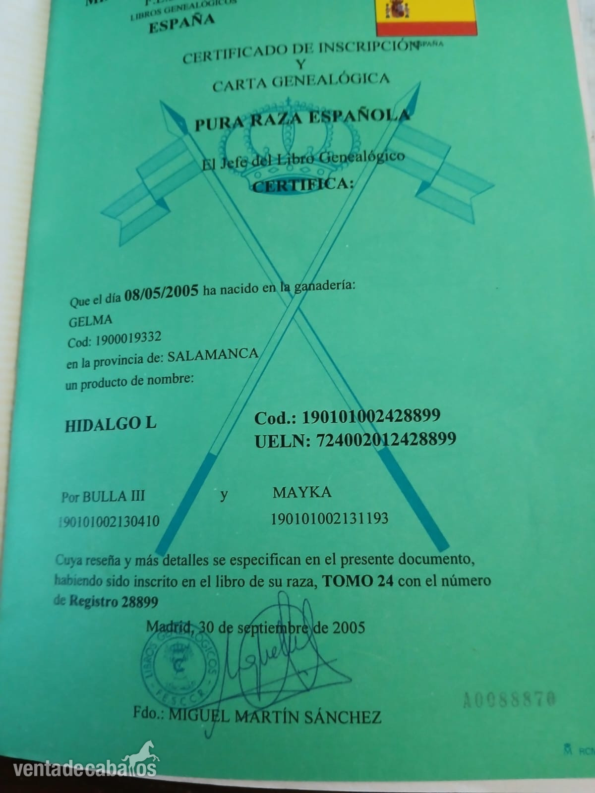 HIDALGO SEMENTAL PRE in 