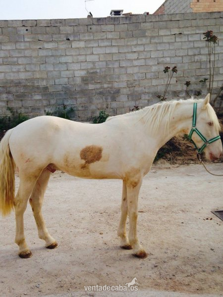 vendo potro albino de 2 años y medio in 