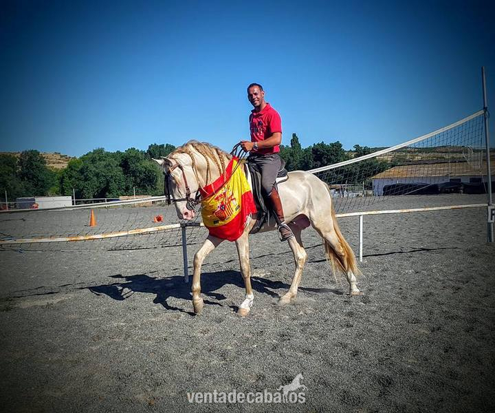 Yeguada Ortega,  caballos y potros de calidad !!! Albinos, Castaños,Negros, Alazanes,Tordos, Bayos, Perlas y Apaloosa in 