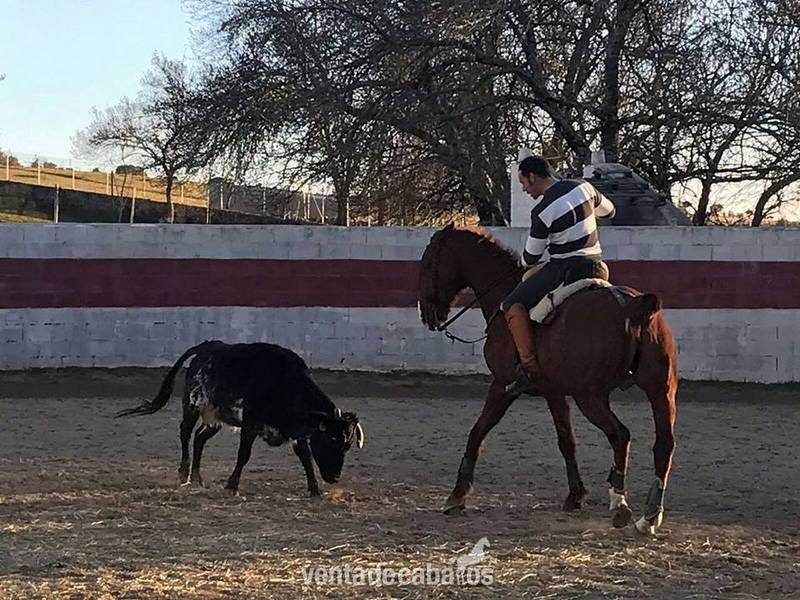 Yeguada Ortega,  caballos y potros de calidad !!! Albinos, Castaños,Negros, Alazanes,Tordos, Bayos, Perlas y Apaloosa - Caballos Pura Raza Española (P.R.E.) in 