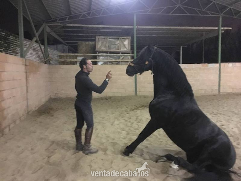 Yeguada Ortega,  caballos y potros de calidad !!! Albinos, Castaños,Negros, Alazanes,Tordos, Bayos, Perlas y Apaloosa - Caballos Pura Raza Española (P.R.E.) españoles