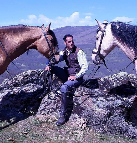 Yeguada Ortega,  caballos y potros de calidad !!! Albinos, Castaños,Negros, Alazanes,Tordos, Bayos, Perlas y Apaloosa - españoles
