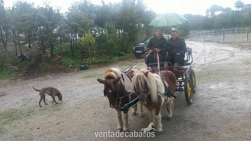 Yeguada Ortega,  caballos y potros de calidad !!! Albinos, Castaños,Negros, Alazanes,Tordos, Bayos, Perlas y Apaloosa