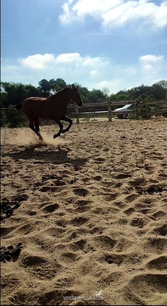 Caballo colino noble in 