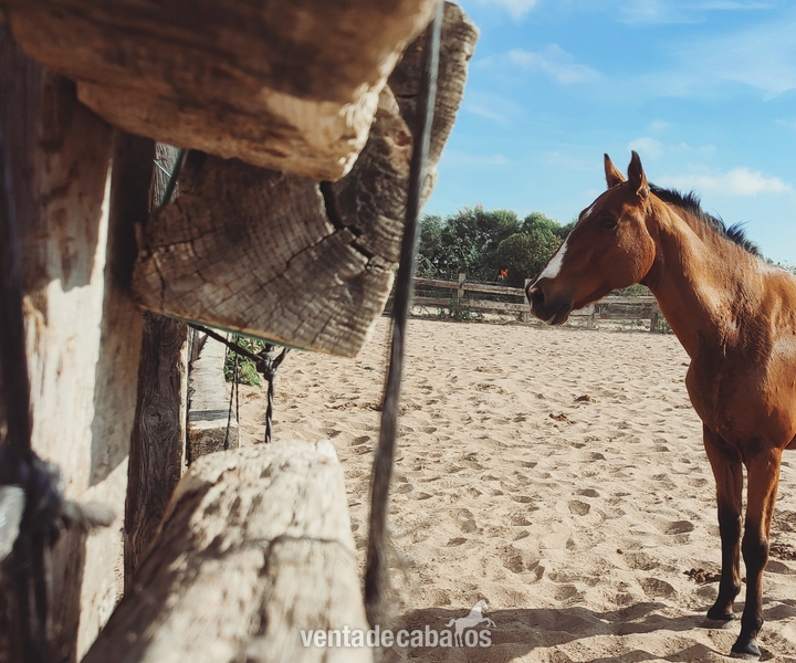 Caballos Capados Cruzado - Caballo colino noble