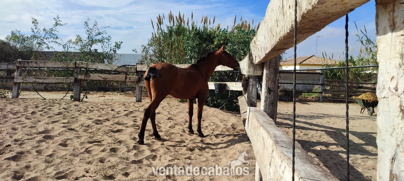 Caballo colino noble - Caballos Capados Cruzado