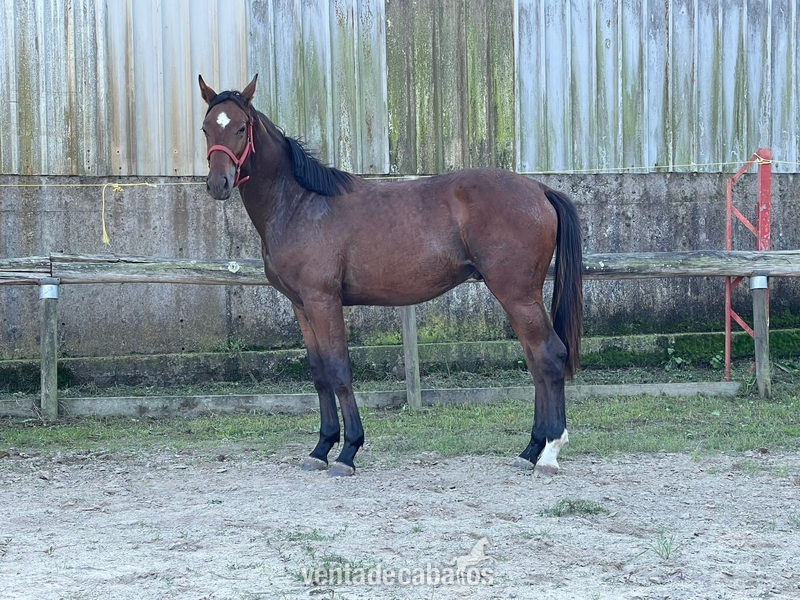 Potro CDE X VP LONDON BOY X CAREMBAR DE MUZE  in 