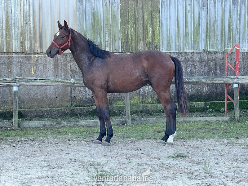 Caballo de Deporte Español (CDE)