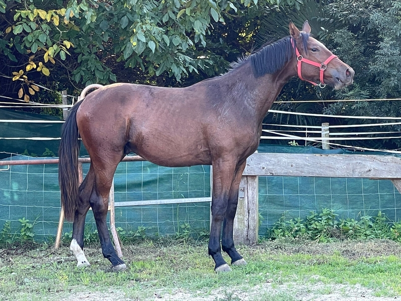 Caballo de Deporte Español (CDE) {TYPE}