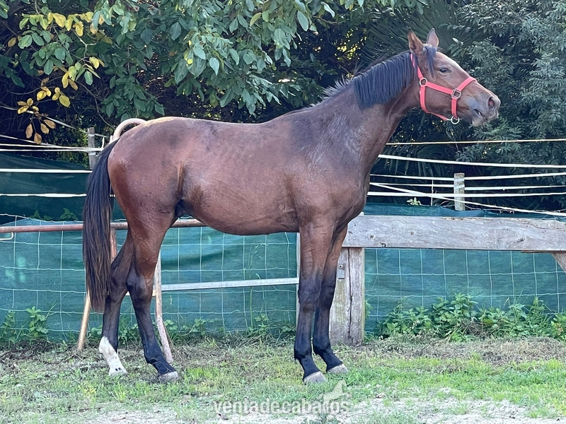 Caballo de Deporte Español (CDE) {TYPE}