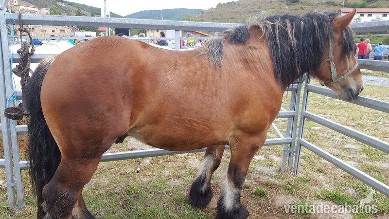 Caballo burguete marcado in 